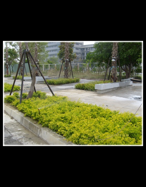太子大道-噴灌  